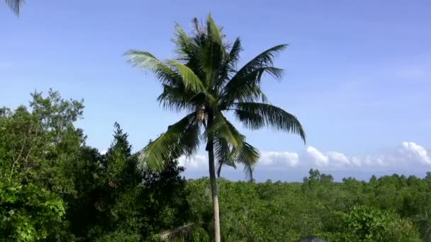 Palm tropikal esinti — Stok video