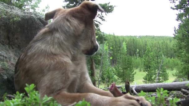 Timide hond voeden zichzelf bot — Stockvideo