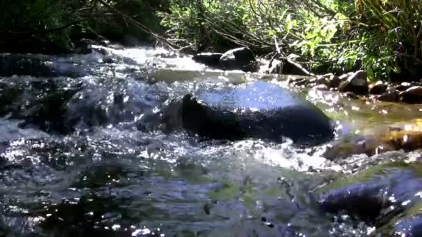 Débordement de l'eau le long du ruisseau — Video