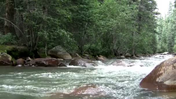 Débordement de l'eau le long du ruisseau — Video