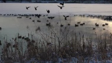 Atış açılış kaz