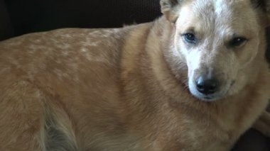 Şüpheli arıyor kanepede döşenmesi köpek