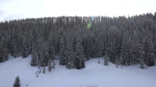 Сніг покритий гірським лісом — стокове відео