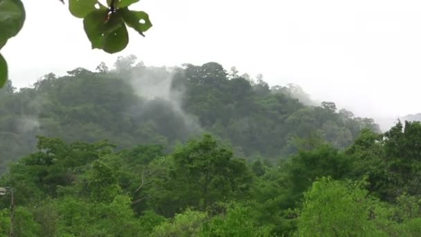 Overhead Rainy Mist in Jungle — Stock Video