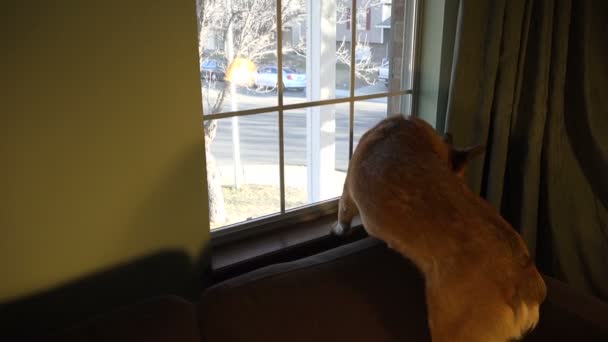 Hund schaut aus Fenster — Stockvideo