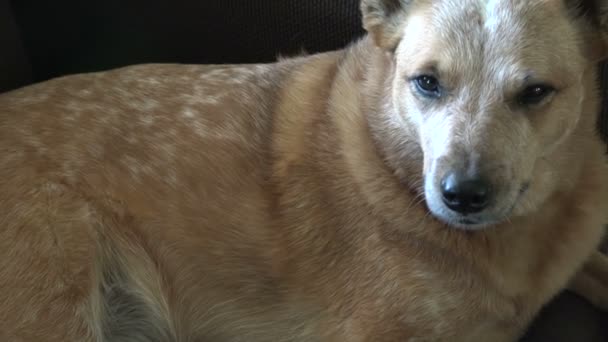 Perro acostado en sofá buscando sospechoso — Vídeos de Stock