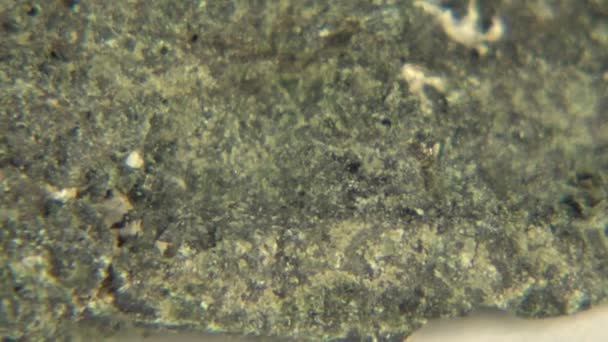 Échantillon de formation de roche augite — Video