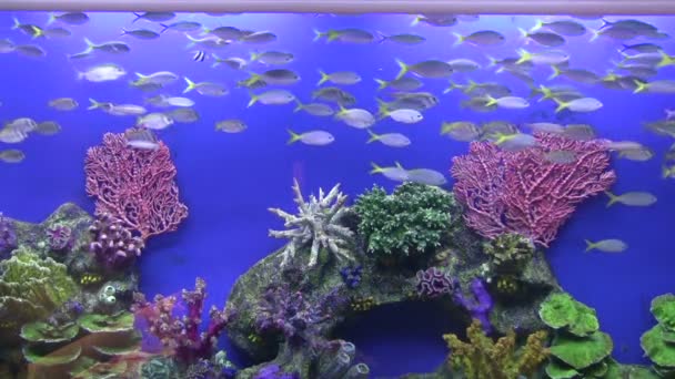 Il pesce nuota in acqua — Video Stock