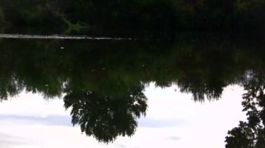 Ağaçlar nehir yansıması