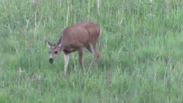 Cerf biche manger dans le champ herbeux — Video