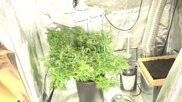 Marijuana cresce dentro de casa — Vídeo de Stock