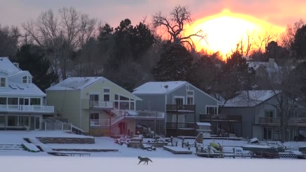 Kojot běží mimo na zamrzlém jezeře — Stock video