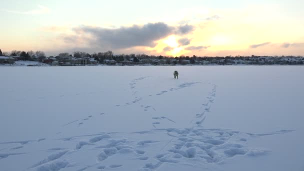 Lekfull hund på frusen sjö — Stockvideo