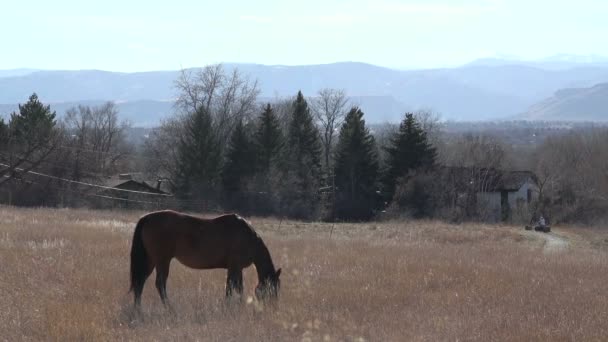 Cavalo comendo grama nas montanhas — Vídeo de Stock