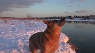 Köpek büyük kartopu yakalamak