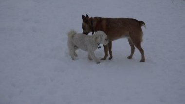 Köpekler üzerinde karlı manzara Toplantı