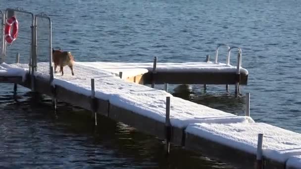 Dog slips on a snowy dock — Stock Video