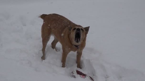 Hond blaffen in sneeuw — Stockvideo