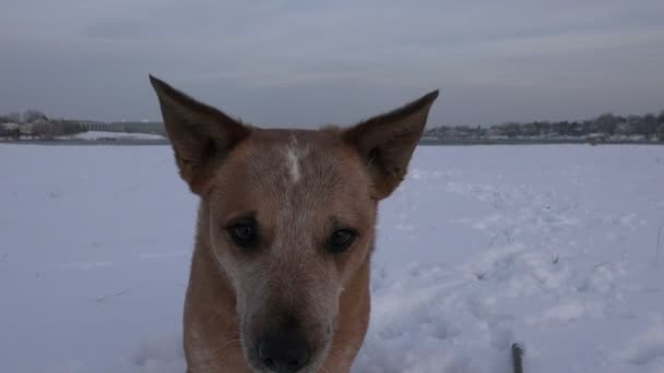 Perro grita en la cámara — Vídeo de stock