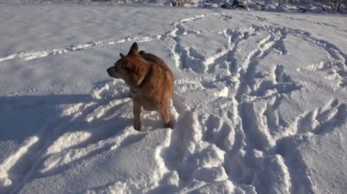 Köpek Chocking sonra çaktırmamaya çalışıyor