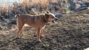 Köpek dev sopa hakkında heyecanlı