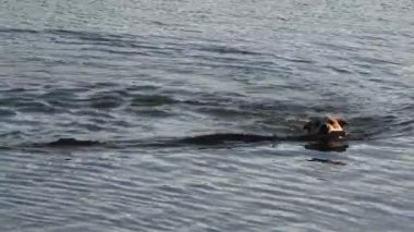 Uzun bir sopa alma köpek