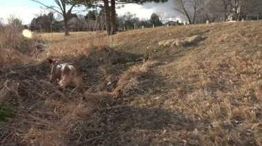köpek su kapalı sallayarak