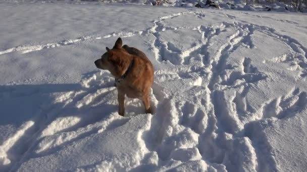 Perro asfixia entonces tratando de jugar apagado — Vídeos de Stock