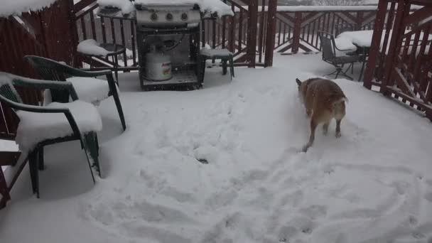 Manger des flocons de neige pendant la tempête 