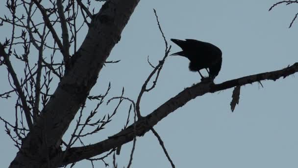 Un corbeau malin dans l'arbre mangeant un rat 