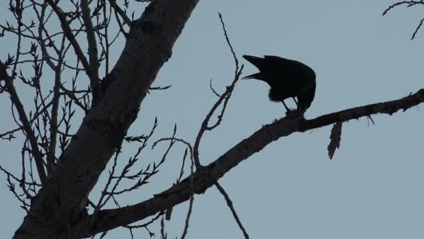 Un corbeau malin dans l'arbre mangeant un rat — Video