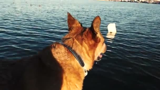 Dog looking at the sign in the lake — Stock Video