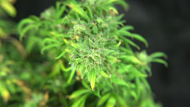 Medizinische Marihuanapflanze — Stockvideo