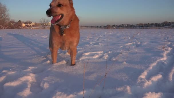 Hond loopt in de sneeuw — Stockvideo