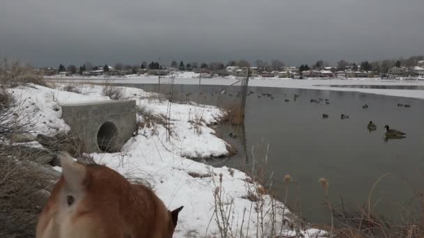 Chien détective Sauveur de l'environnement — Video