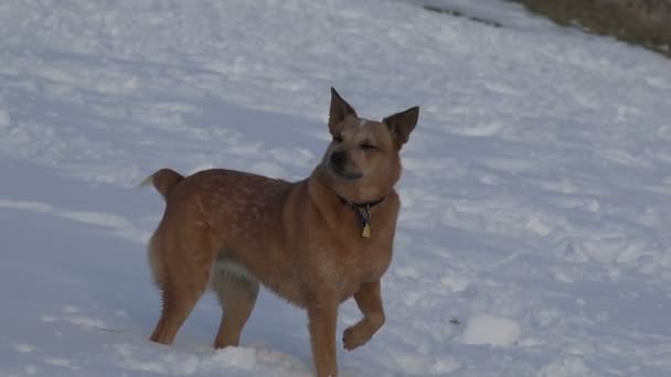 Cão em uma paisagem de inverno — Vídeo de Stock