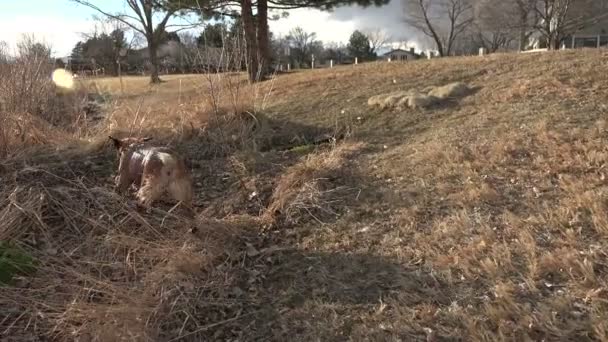 Hunden skakar av vatten — Stockvideo