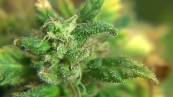 Medicinsk marijuana växt — Stockvideo