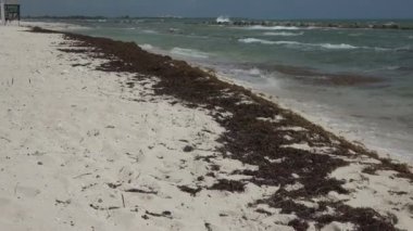 Kumlu plaj kıyısında deniz yosunu yığınları