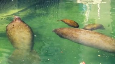 Suda yüzen yunuslar