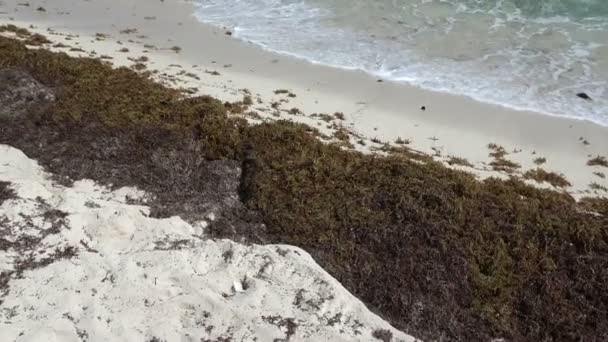 Floración de algas marinas lavadas en la playa — Vídeo de stock