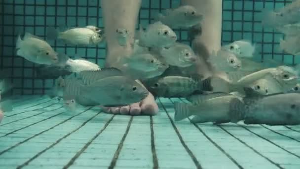 Underwater Spa pedikyr med fisk — Stockvideo