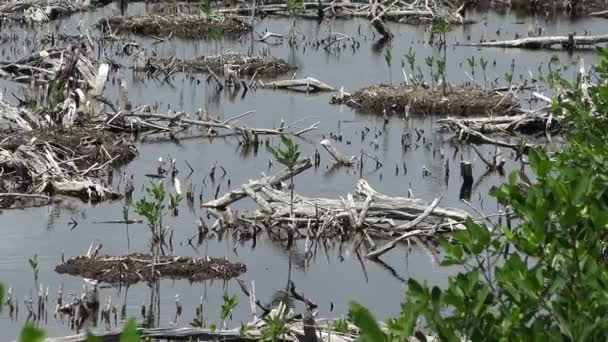 Mexicaanse Swamp landschap — Stockvideo