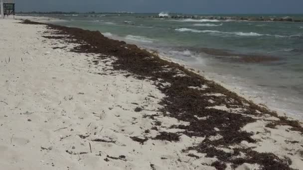 Piles of seaweed on a sandy beach shore — Stock Video