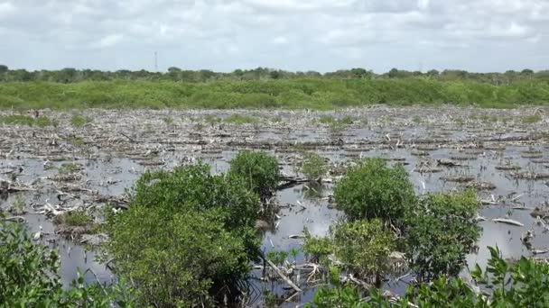 Mexikanische Sumpflandschaft — Stockvideo
