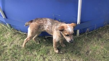 Köpek yavrusu saldıran adam dalış elbisesi