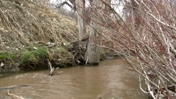 Muddy çorak Creek taşan — Stok video