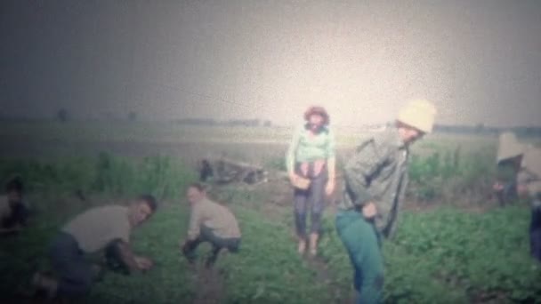 Familjen hand plocka jordgubbar grödor — Stockvideo
