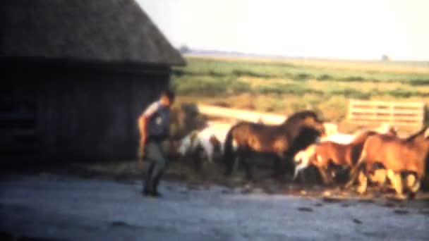 Ranchero señalando caballo — Vídeos de Stock