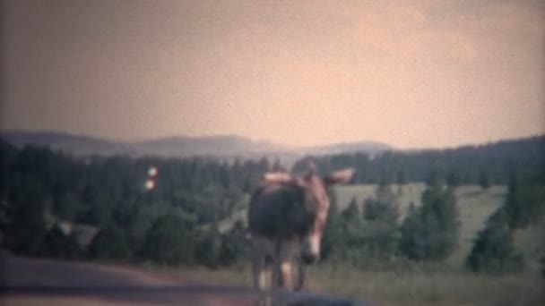 Child petting random mule from car window — Stock Video